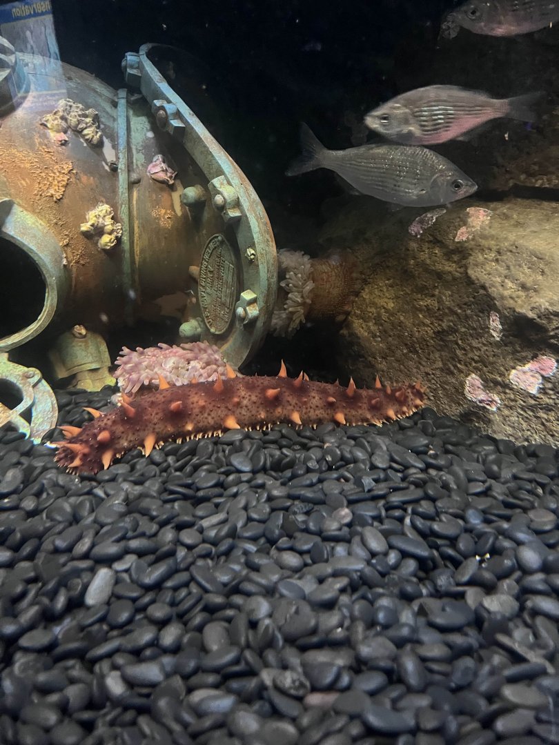 Giant California sea cucumber/Shiner surfperches