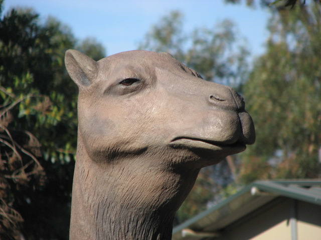 Giant camel face