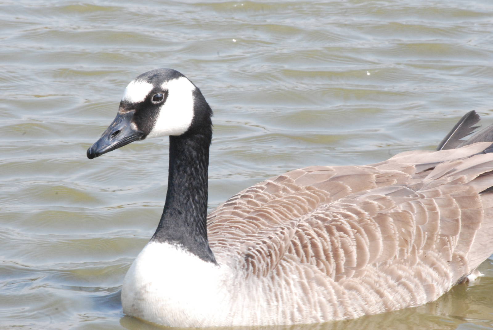 Giant Canada Goose at Blackbrook 29/04/11