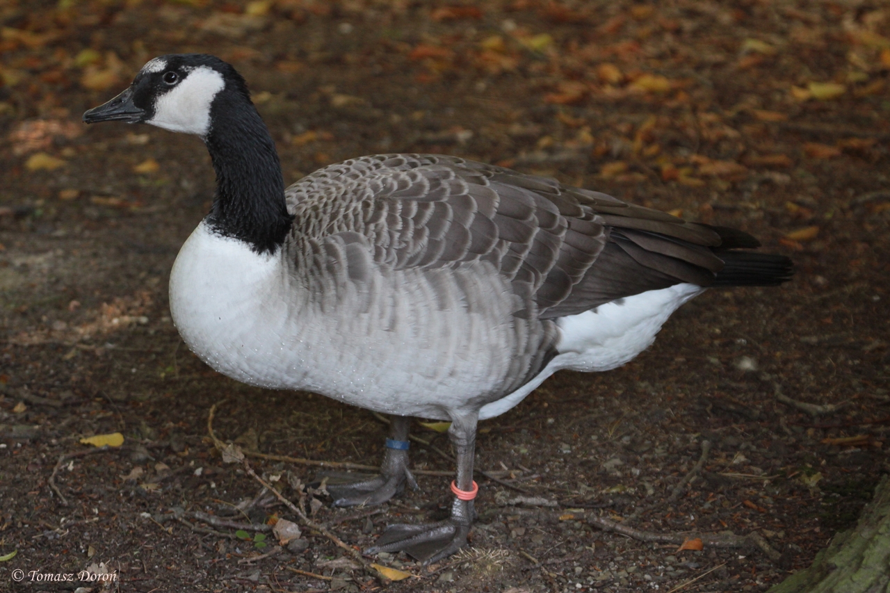Giant Canada Goose (Branta canadensis maxima)