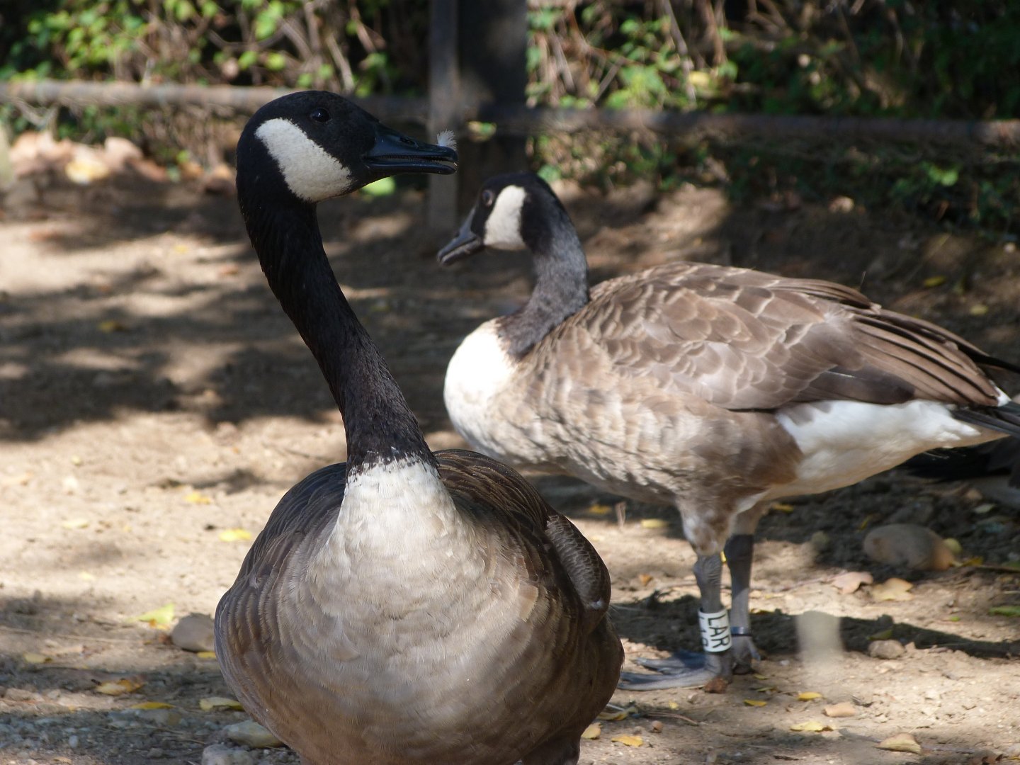 Giant Canada goose -Zoo Praha (2025)