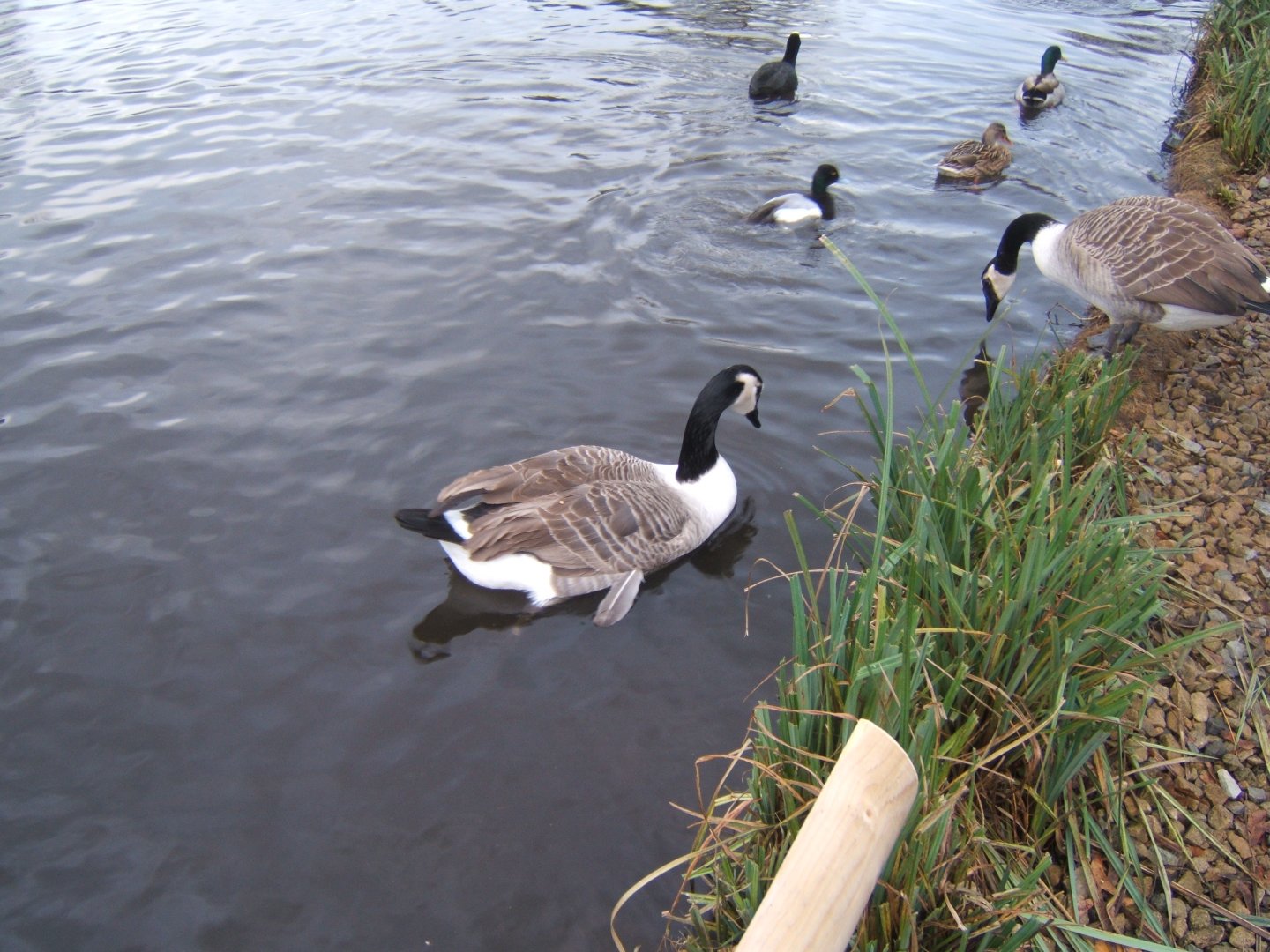 Giant Canada Goose