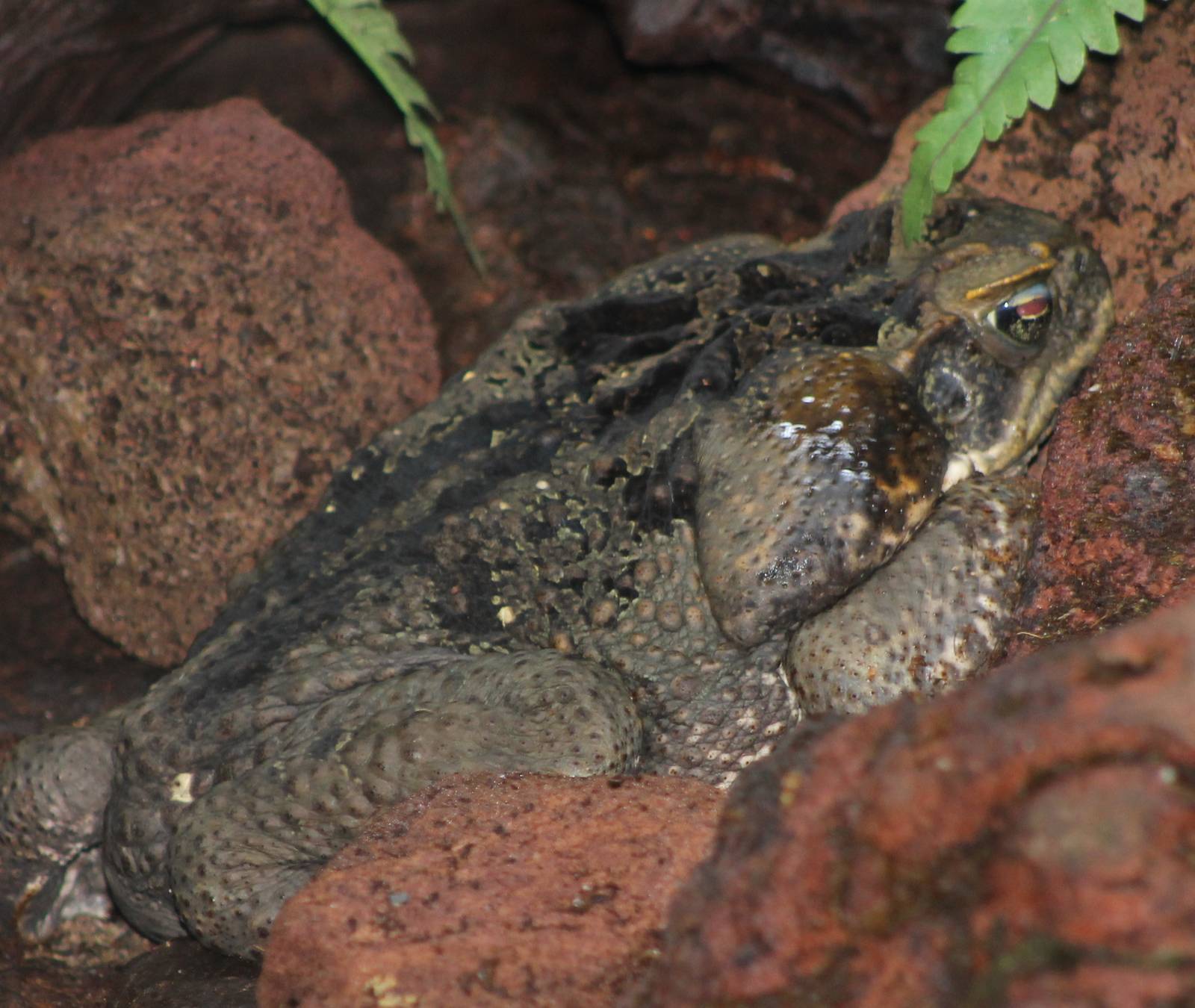 giant cane toad
