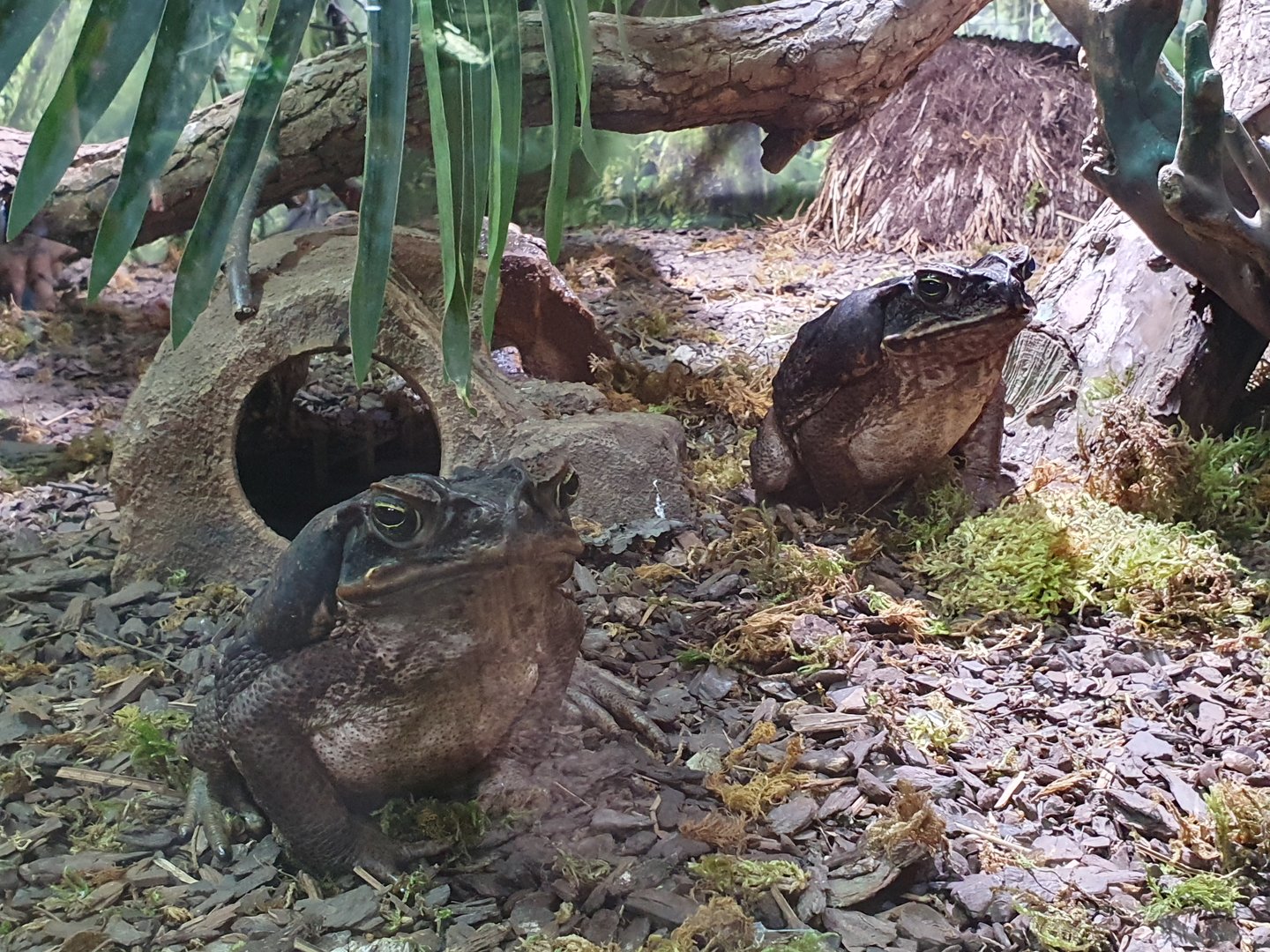Giant cane toads