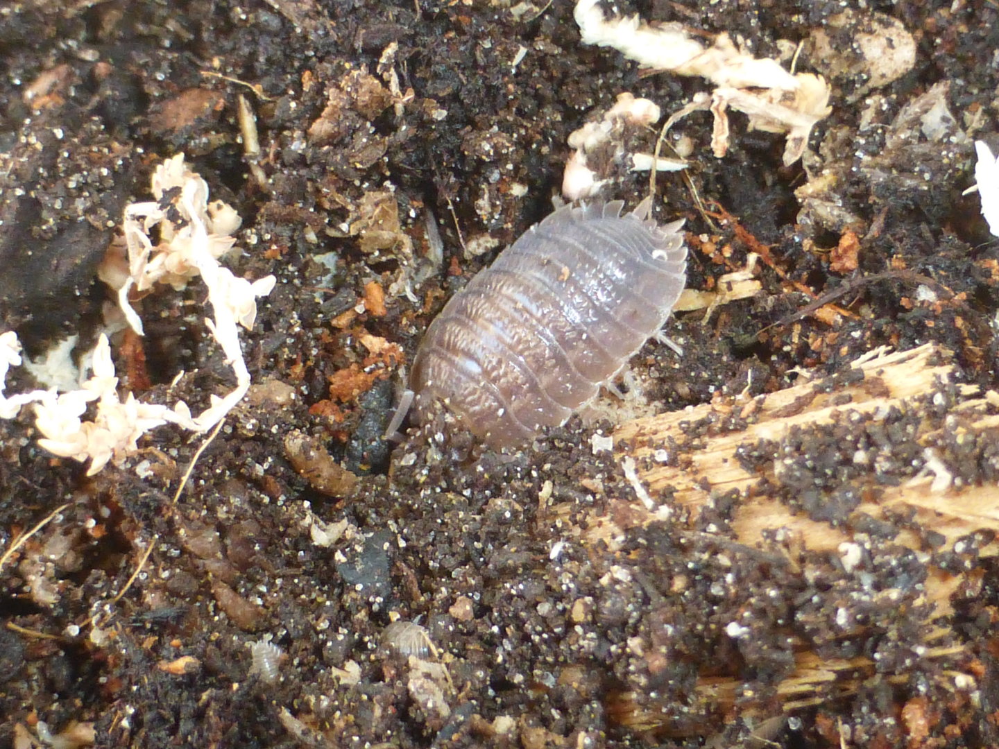 Giant canyon isopod