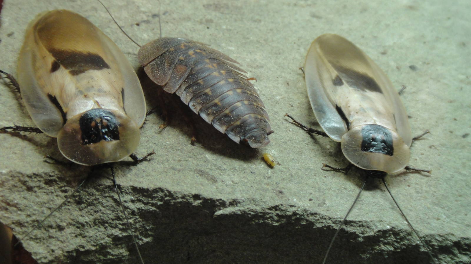 Giant cave cockroach at Museum of life and science 2015-1-31