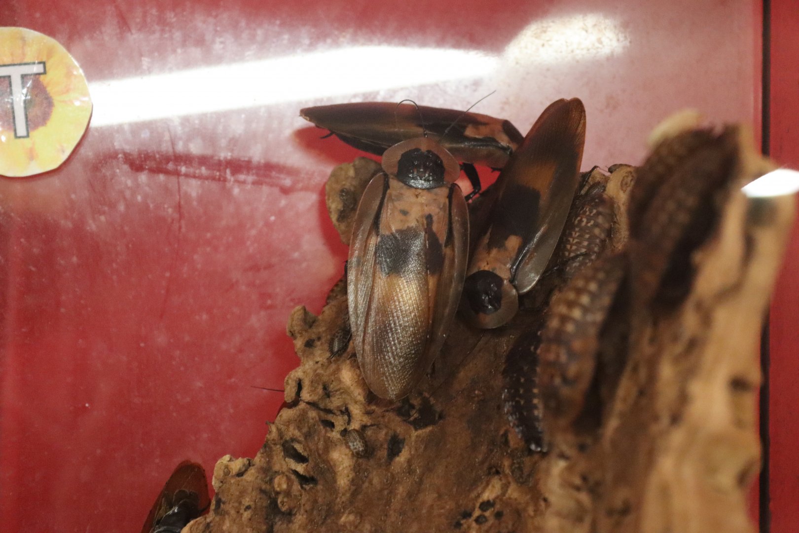 Giant cave cockroach (Blaberus giganteus) BugParc, 08/2024