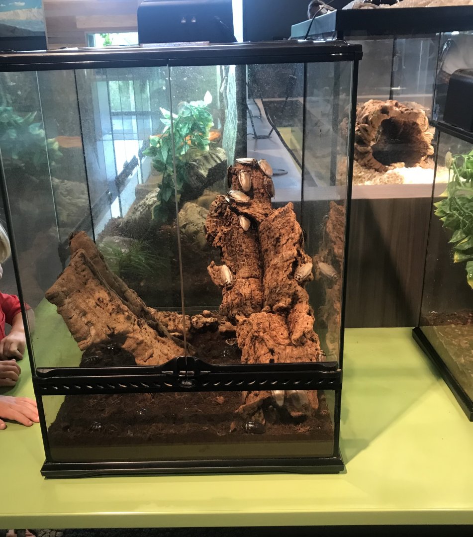 Giant Cave Cockroach Terrarium