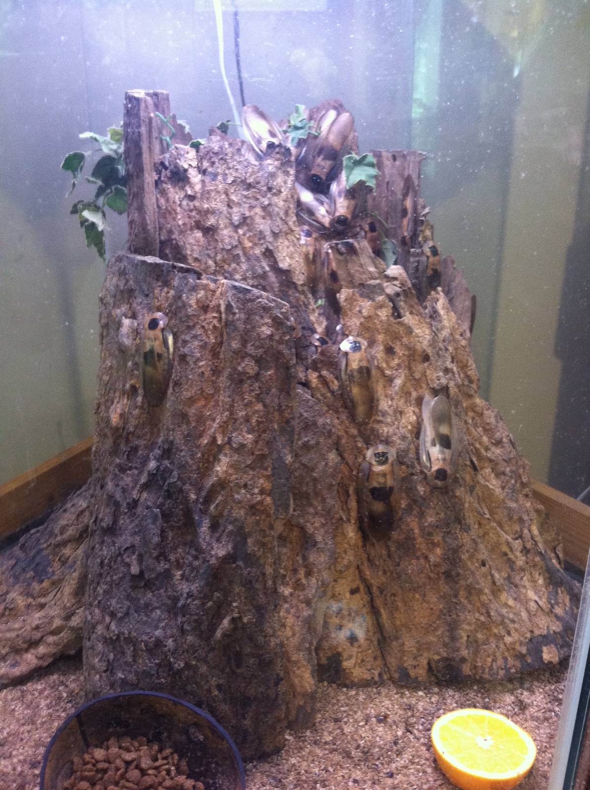 Giant Cave Cockroach