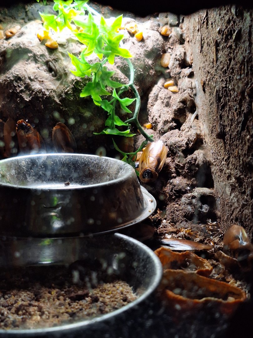 Giant cave cockroach