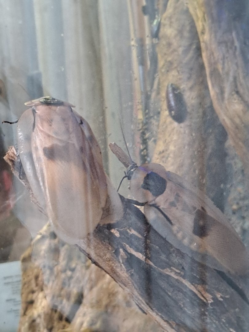 Giant Cave Cockroaches (1/25/25)