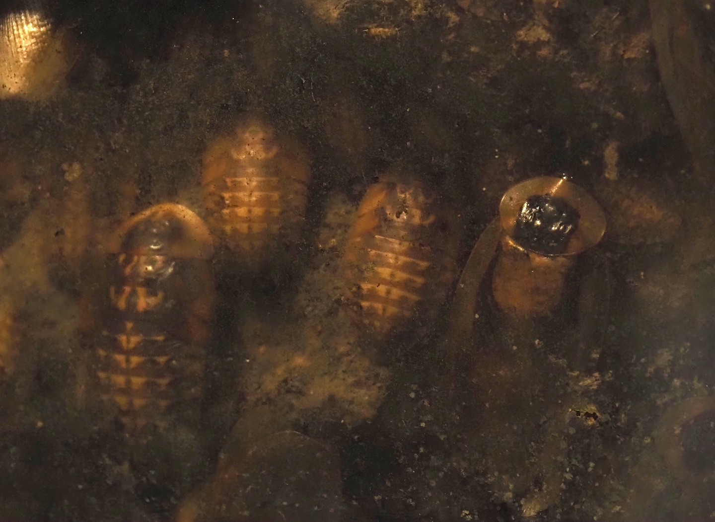 Giant cave cockroaches (Blaberus giganteus), 2024-03-09