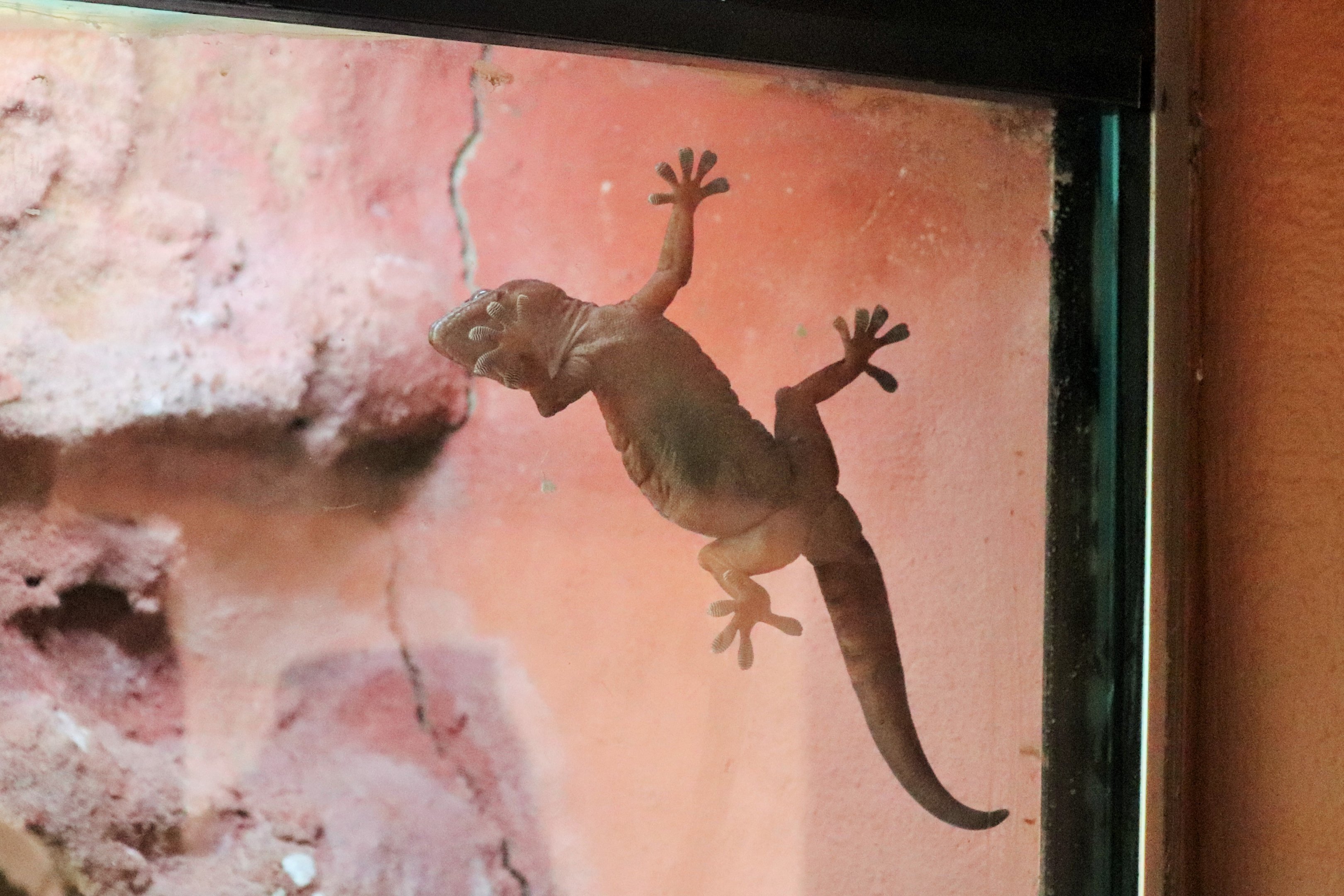 Giant Cave Gecko (Pseudothecadactylus lindneri)