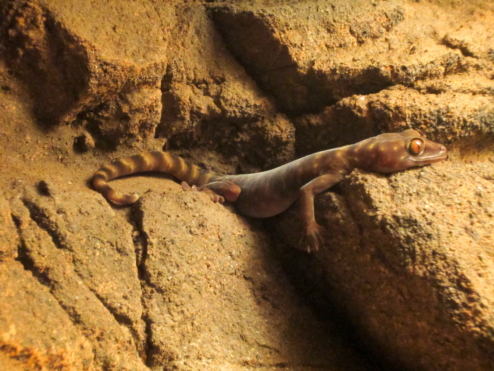 Giant Cave Gecko