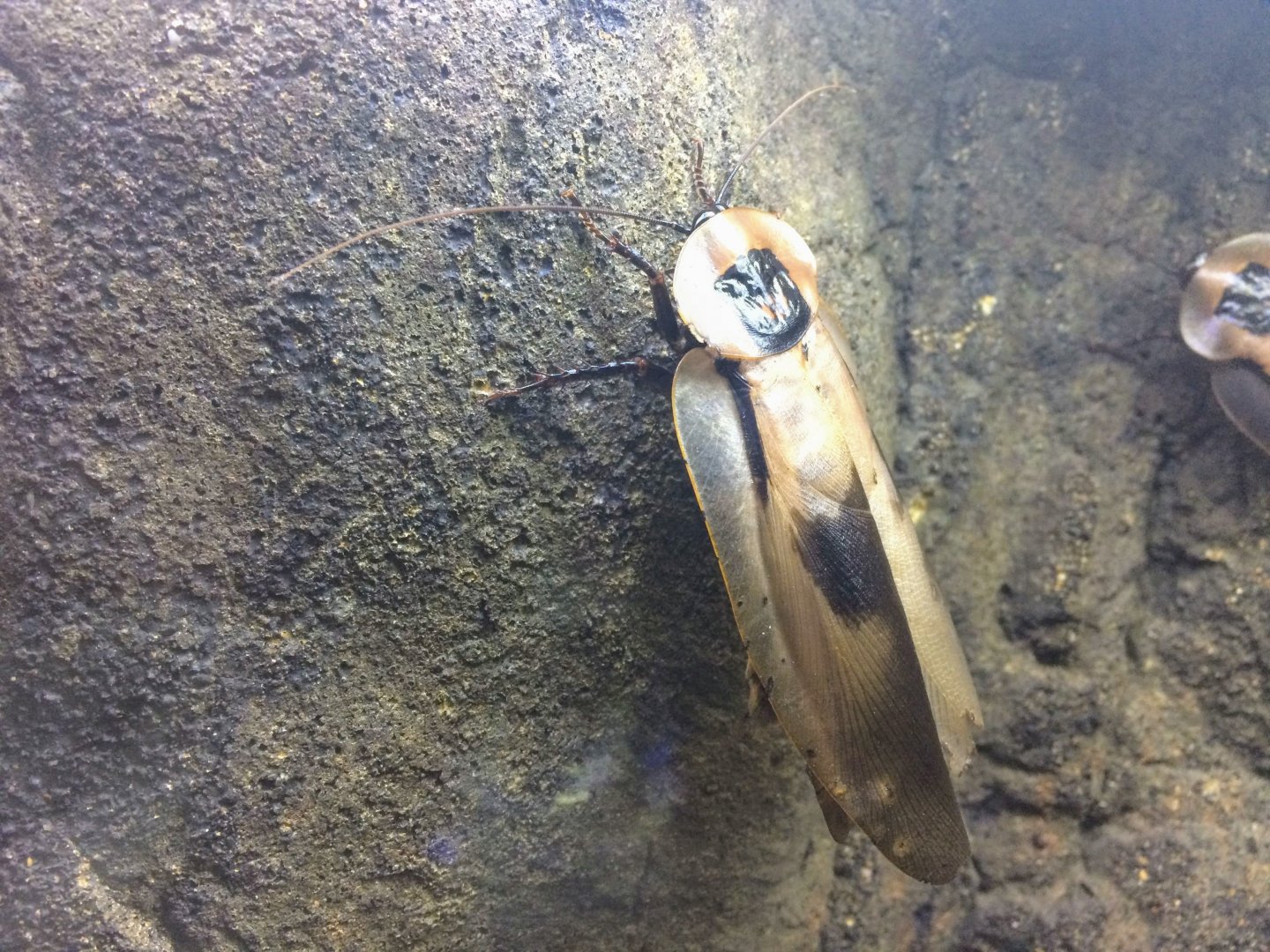 Giant Cave Roach