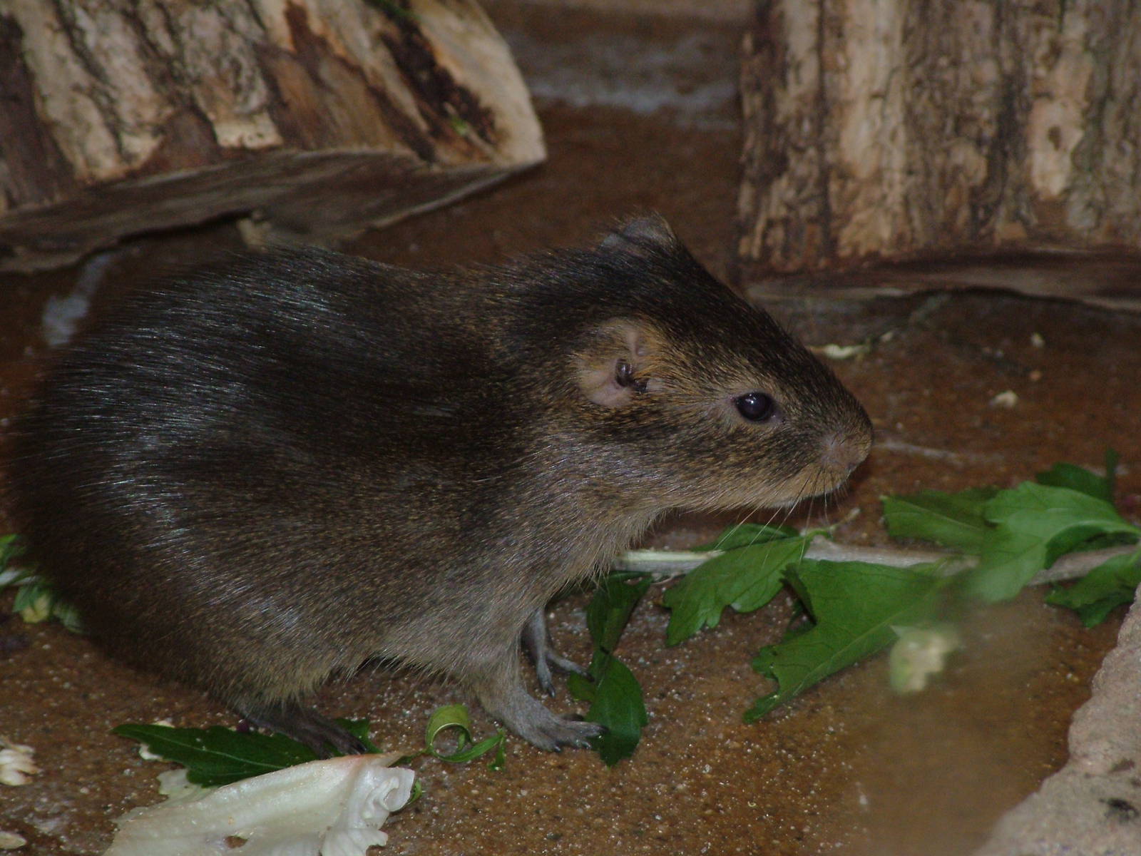 Giant Cavy at Leipzig, 02/09/11