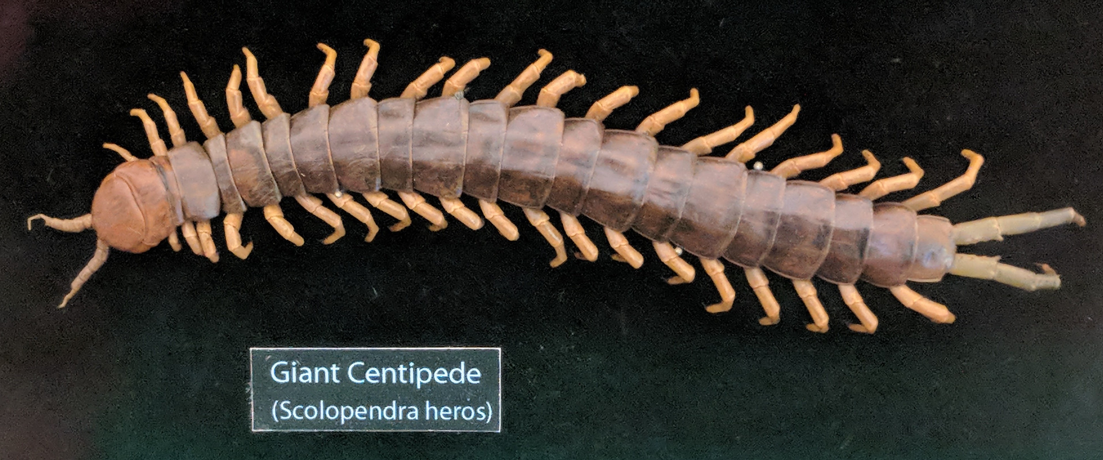 Giant centipede (Scolopendra heros)