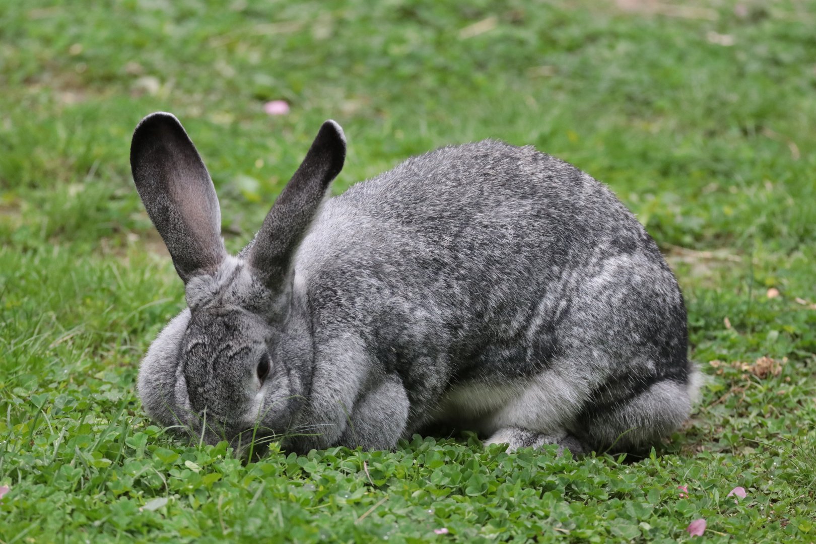 Giant Chinchilla Rabbit - Potter Park Zoo - 05/20/19