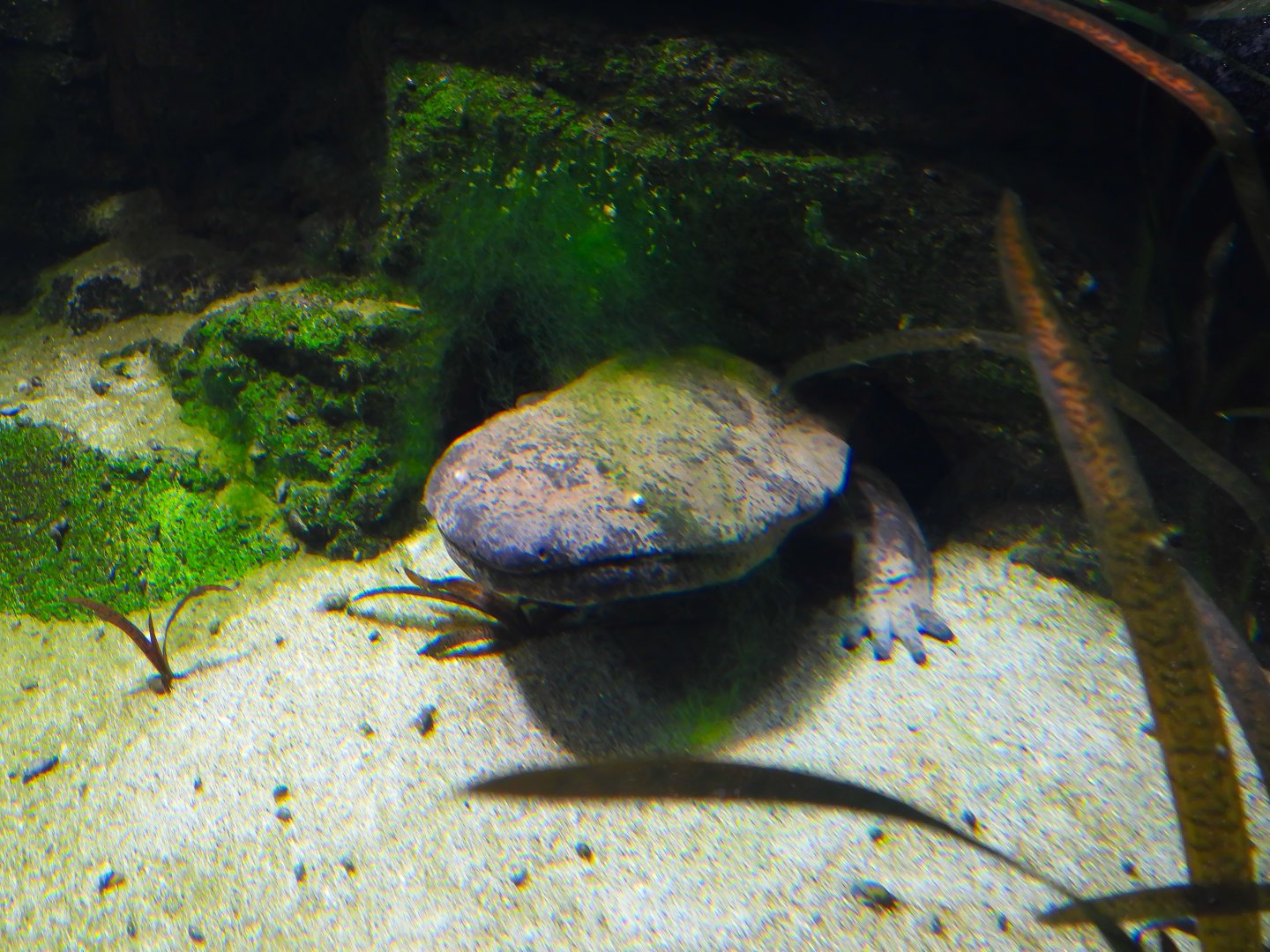 Giant Chinese Salamander- 18th September 2025