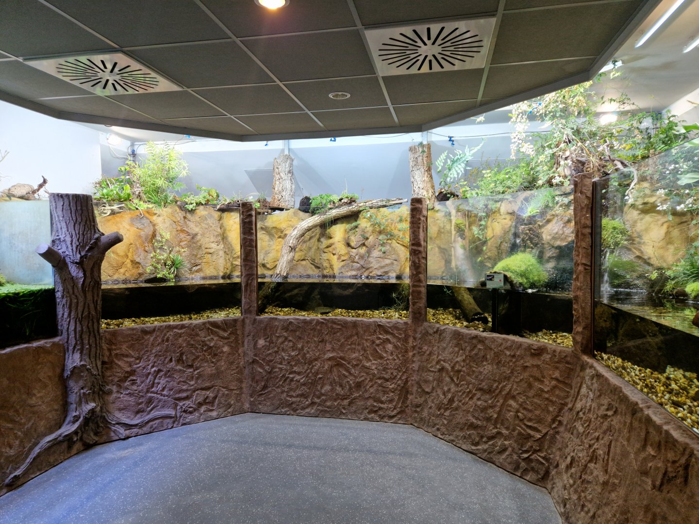 Giant Chinese Salamander room