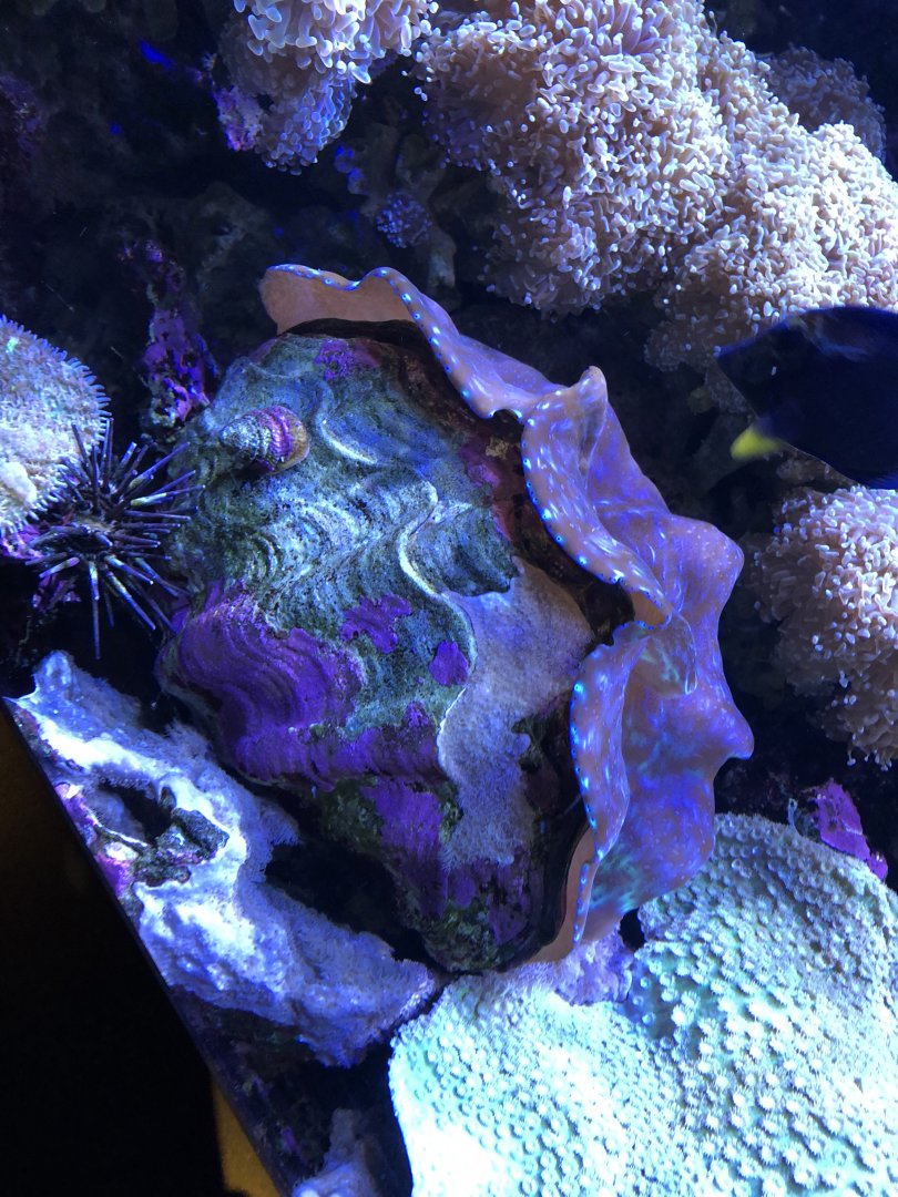 Giant Clam 2-24-2020