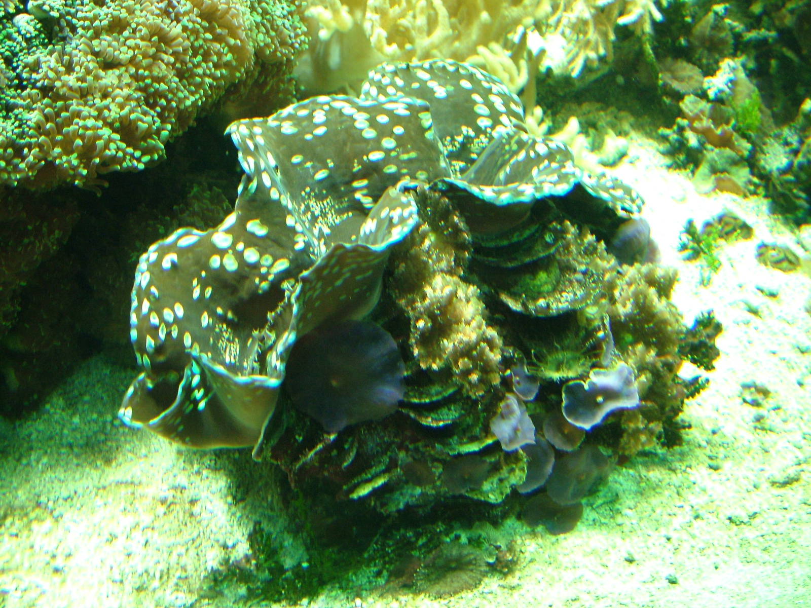 Giant Clam at Tierpark Berlin, 30/08/11