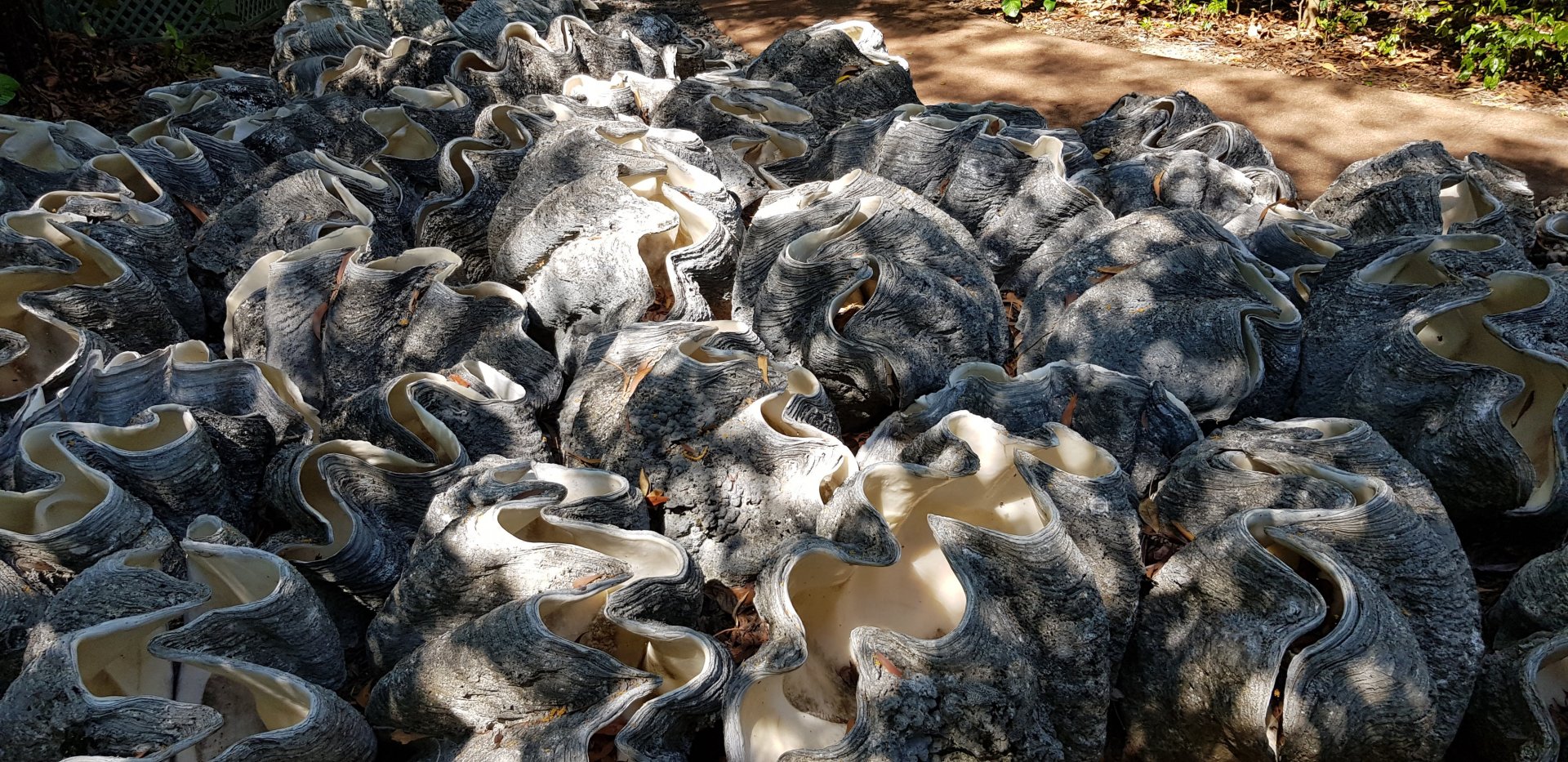 Giant clam cemetary