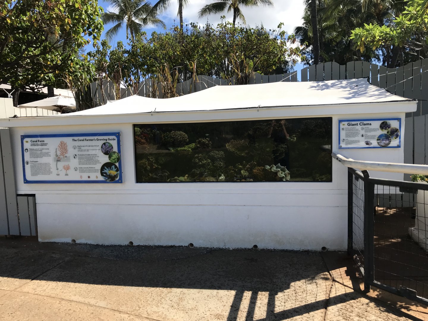 Giant clam/coral farm exhibit