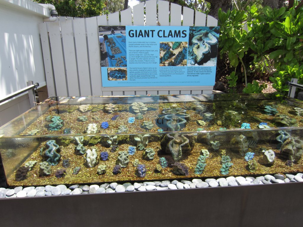 Giant Clam display