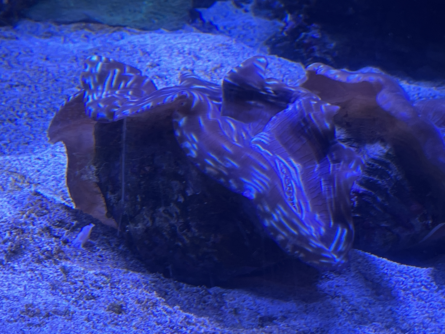Giant clam ID