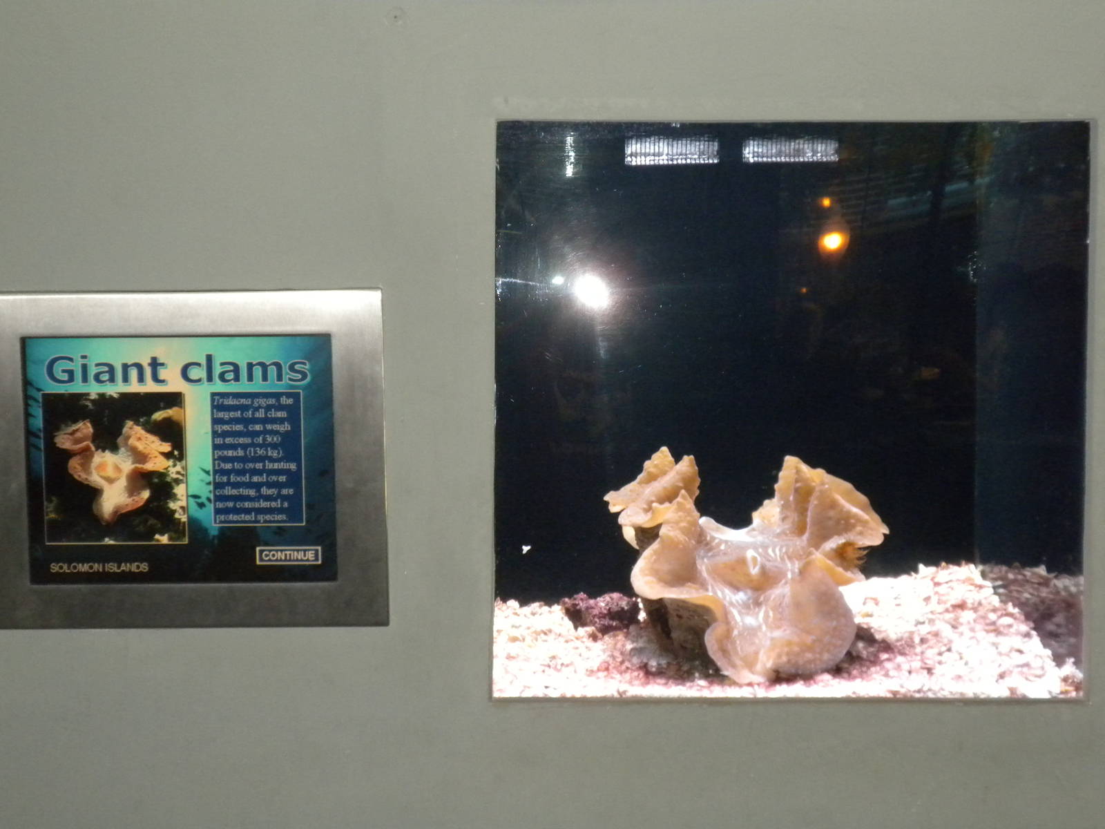 Giant Clam microexhibit