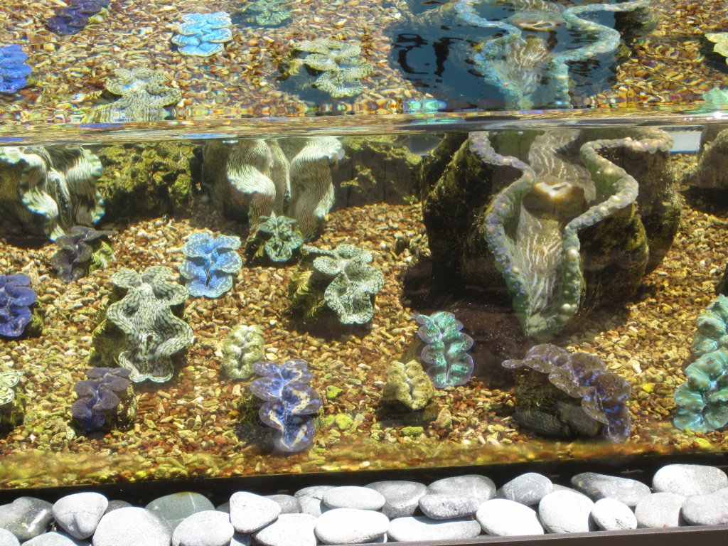 Giant Clam nursery