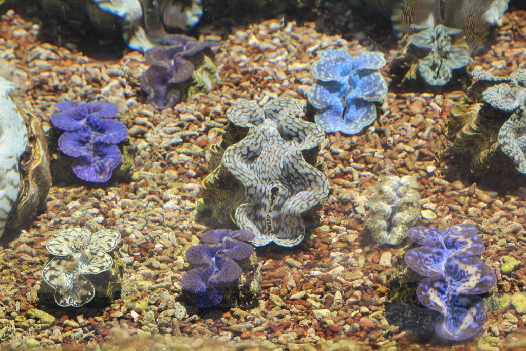 Giant Clam nursery