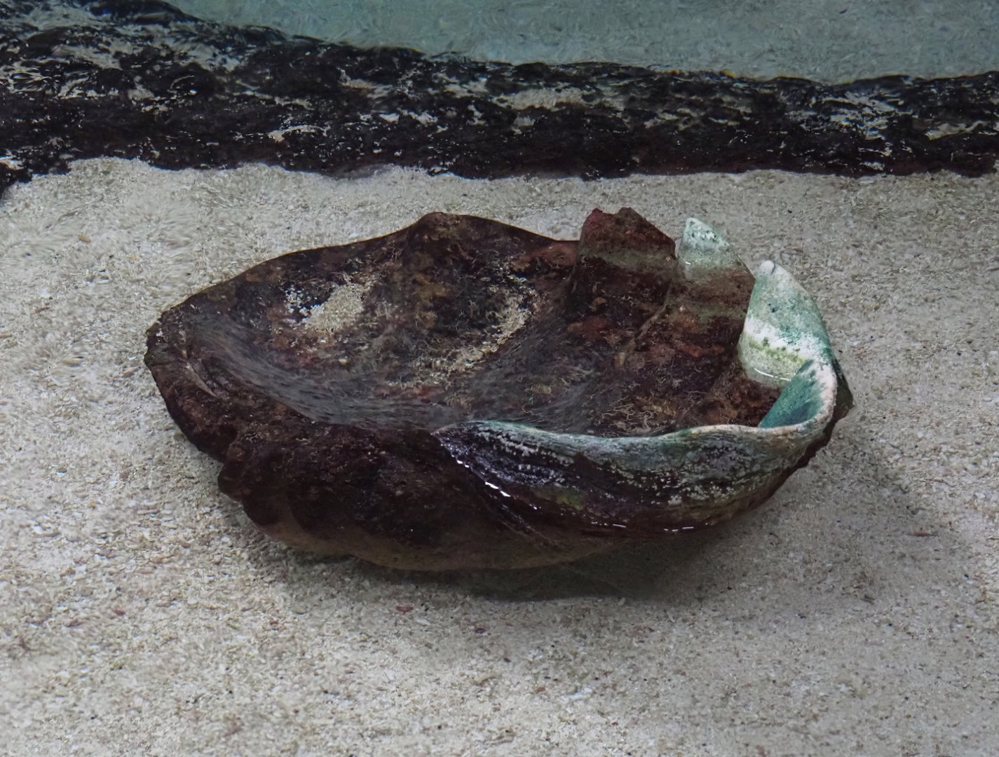 Giant clam shell in lagoon tank, 2025-05-17