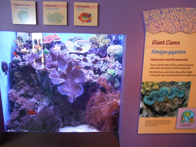 Giant clam tank