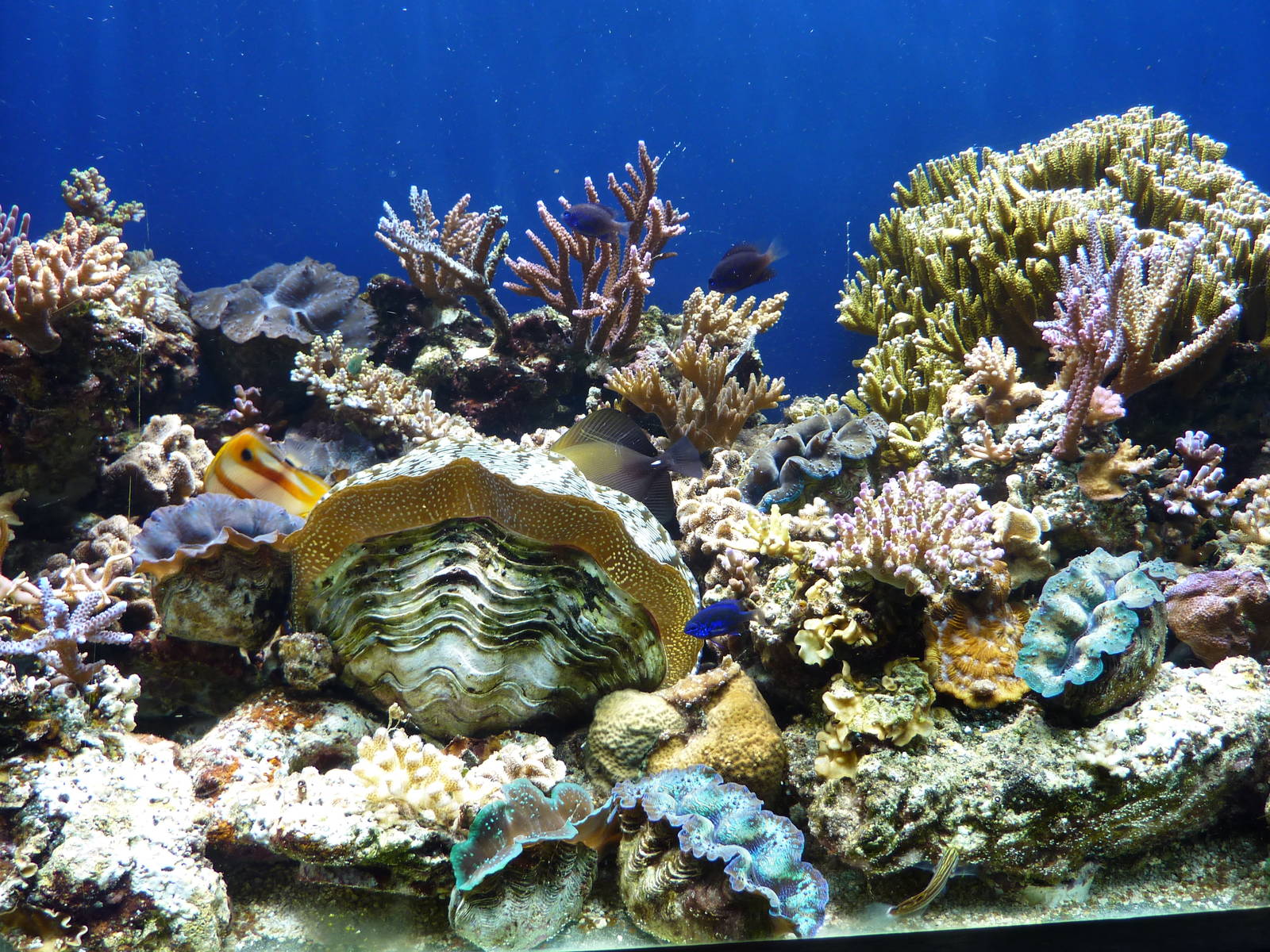 Giant clam tank