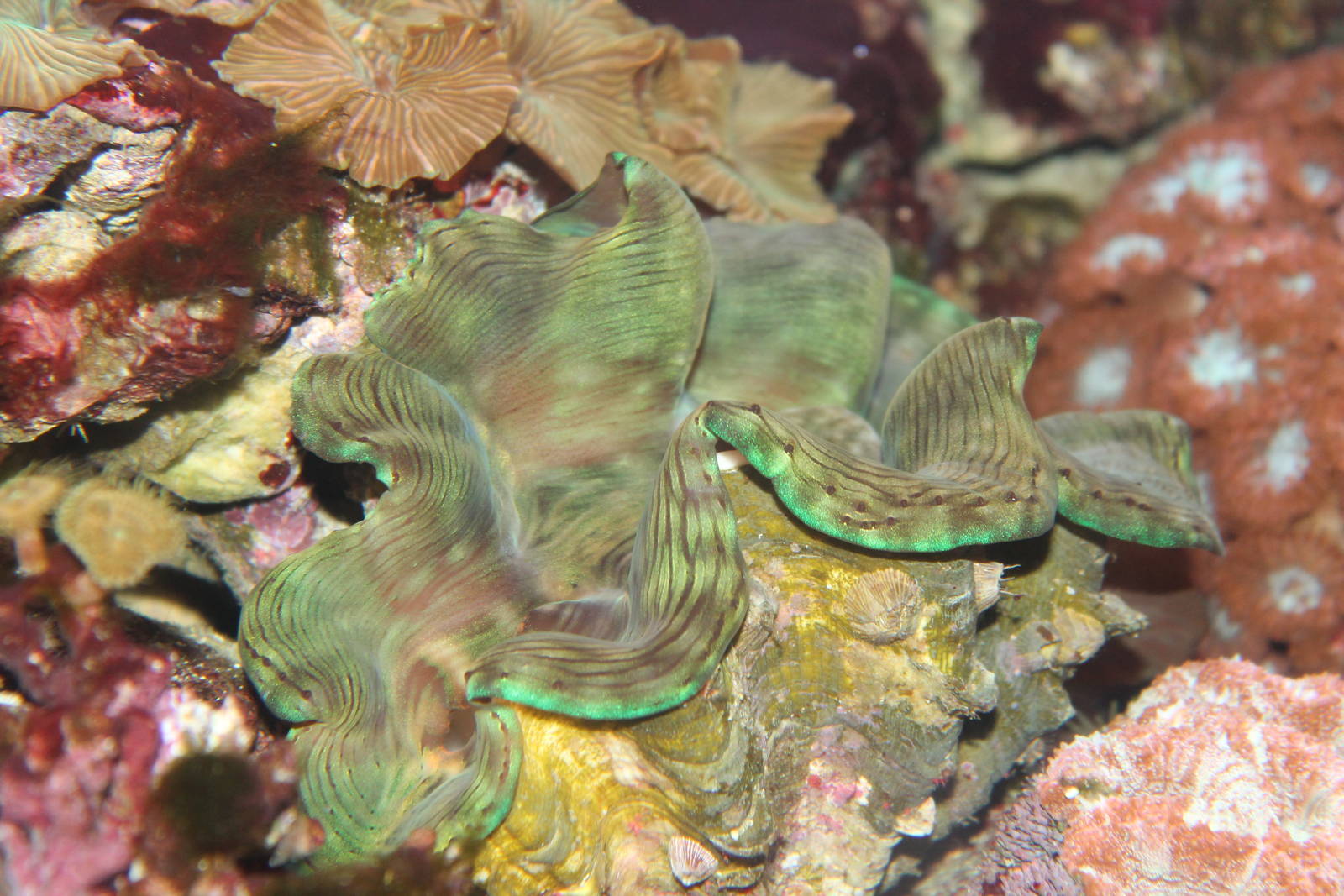 Giant Clam
