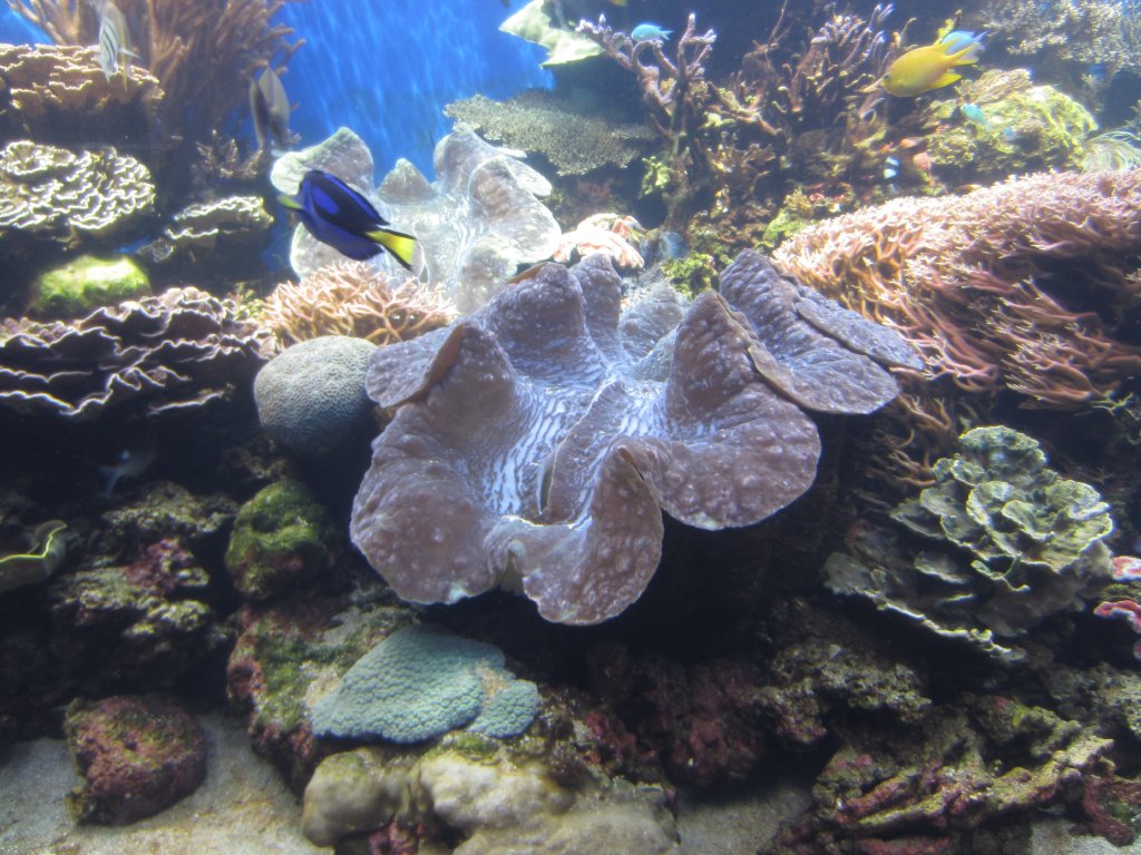 Giant Clam