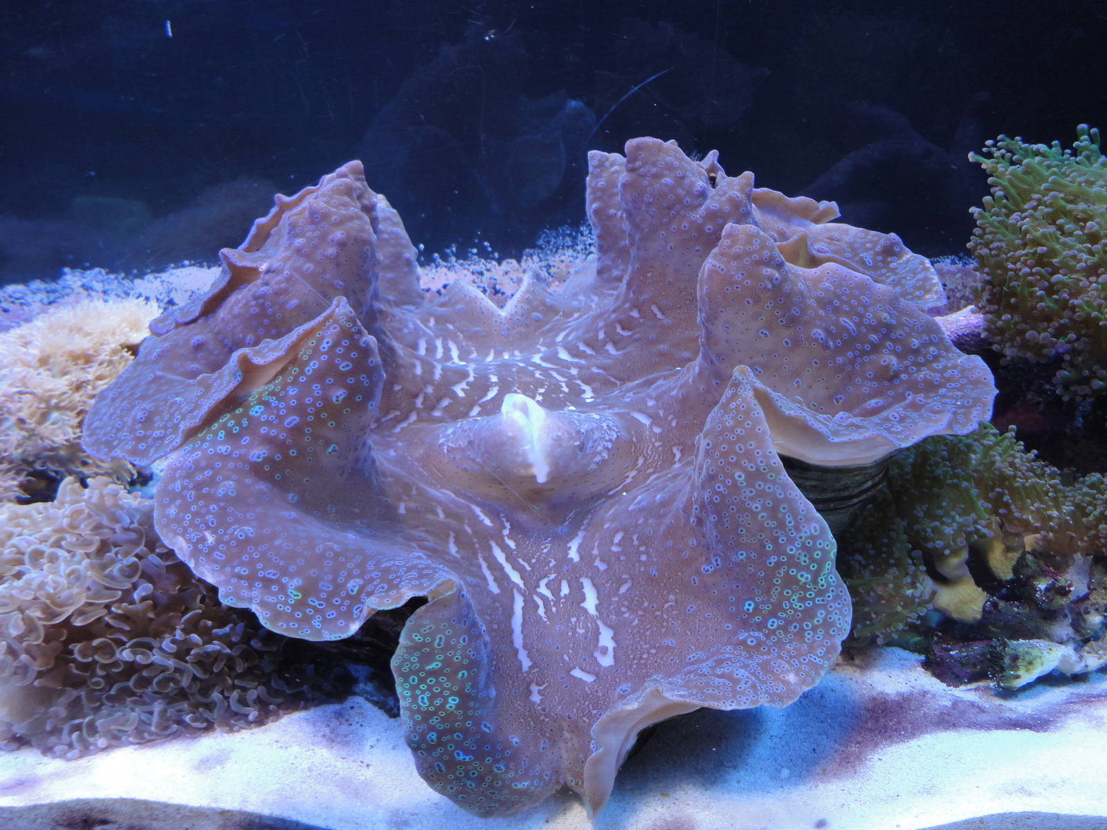 Giant Clam