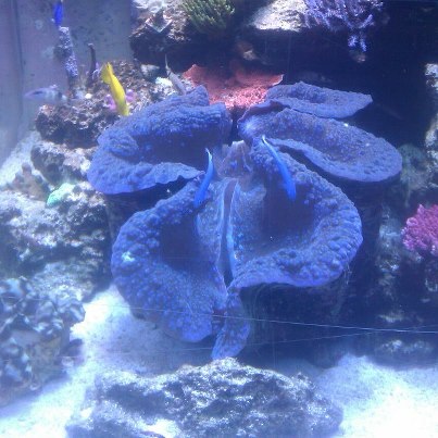 Giant Clam