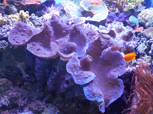 Giant clam