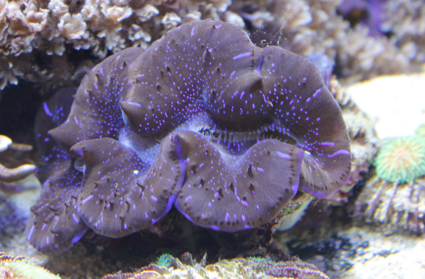 Giant clam