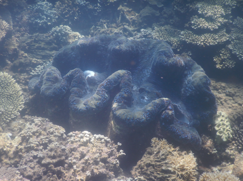 Giant Clam
