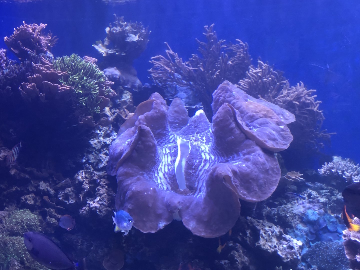 Giant clam