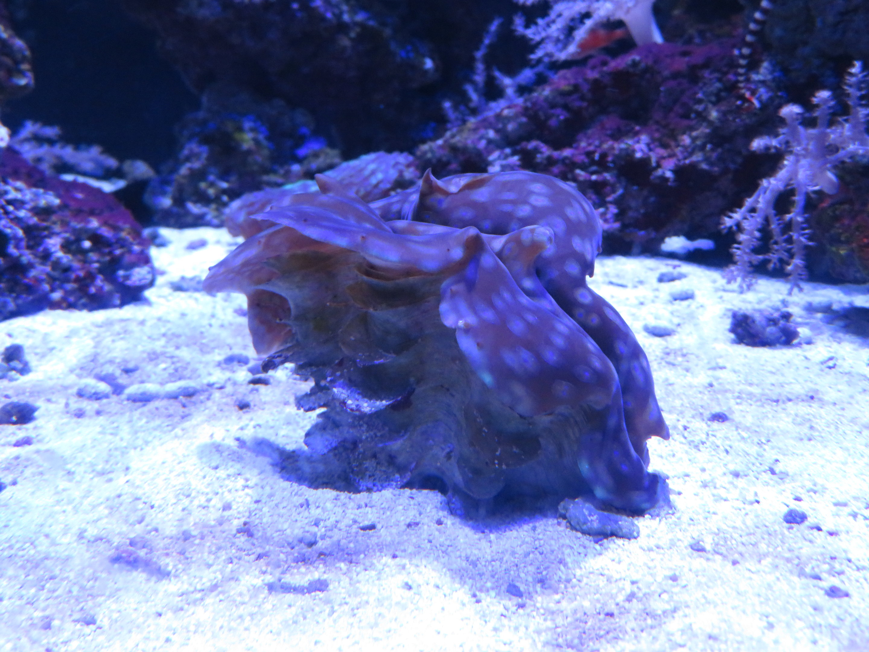 Giant Clam