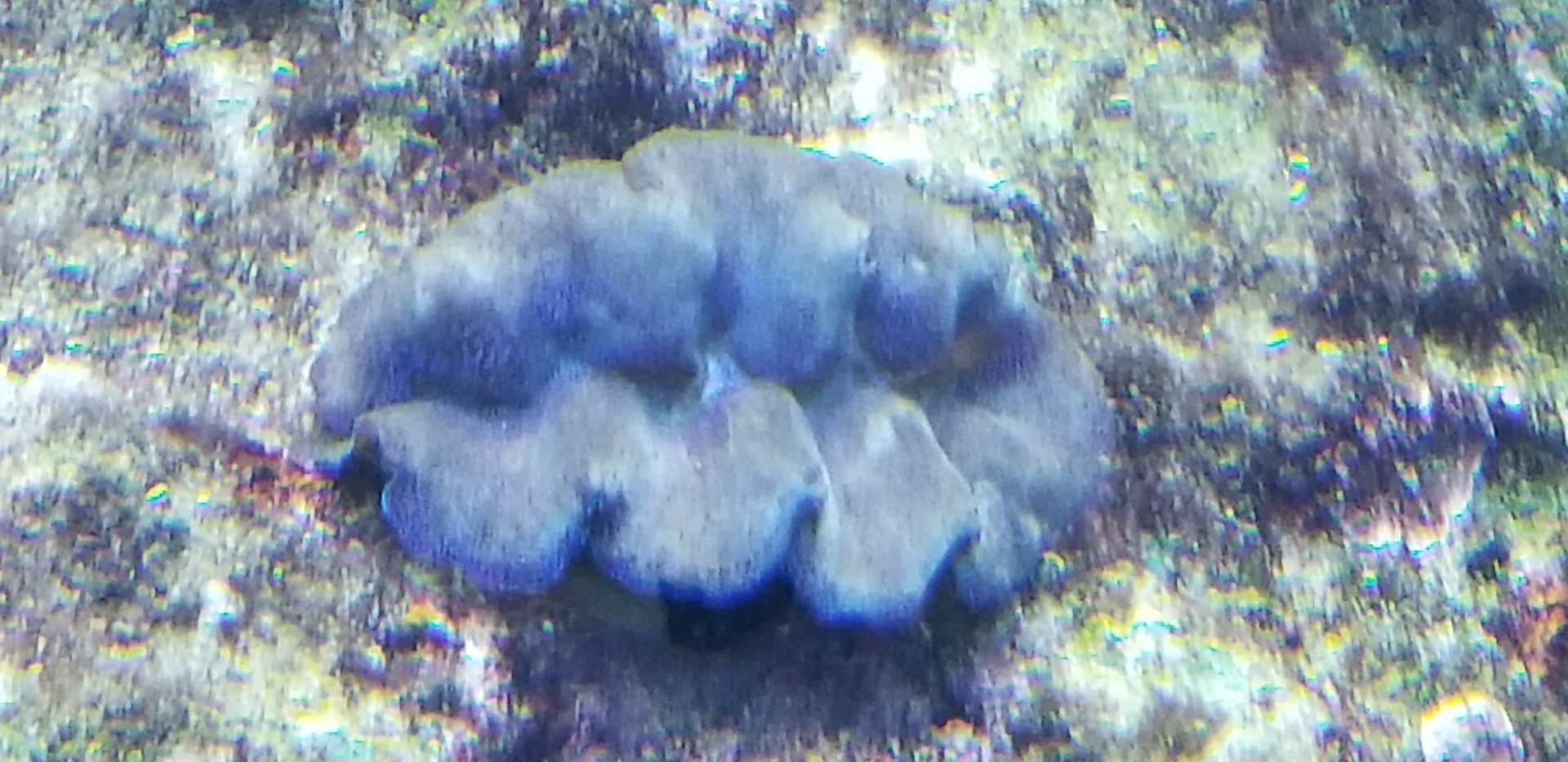 Giant Clam