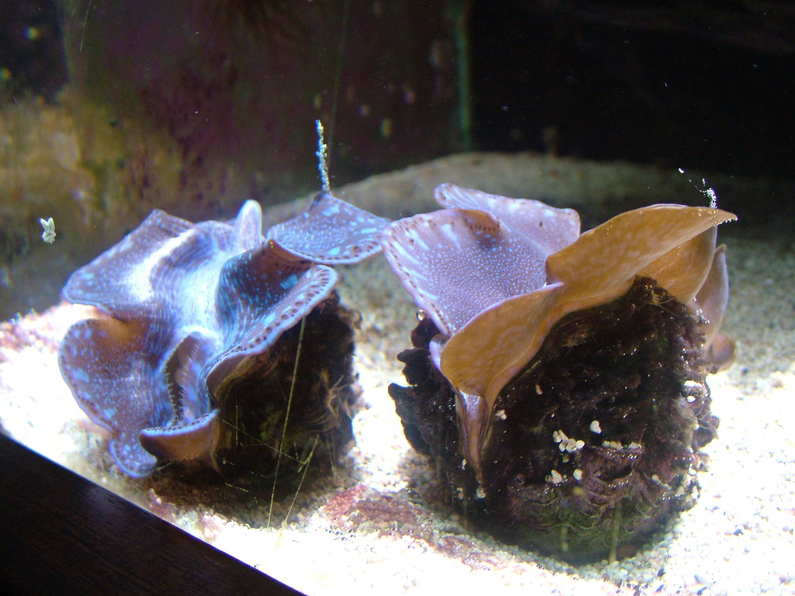 Giant Clams at Aquazoo 14/05/09