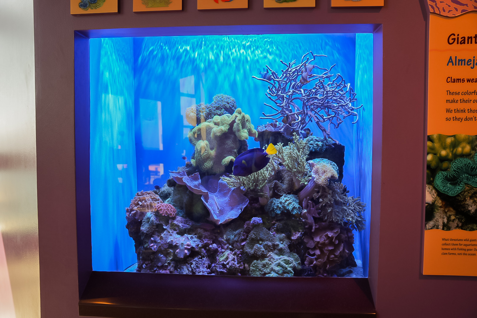 Giant Clams tank (final look)