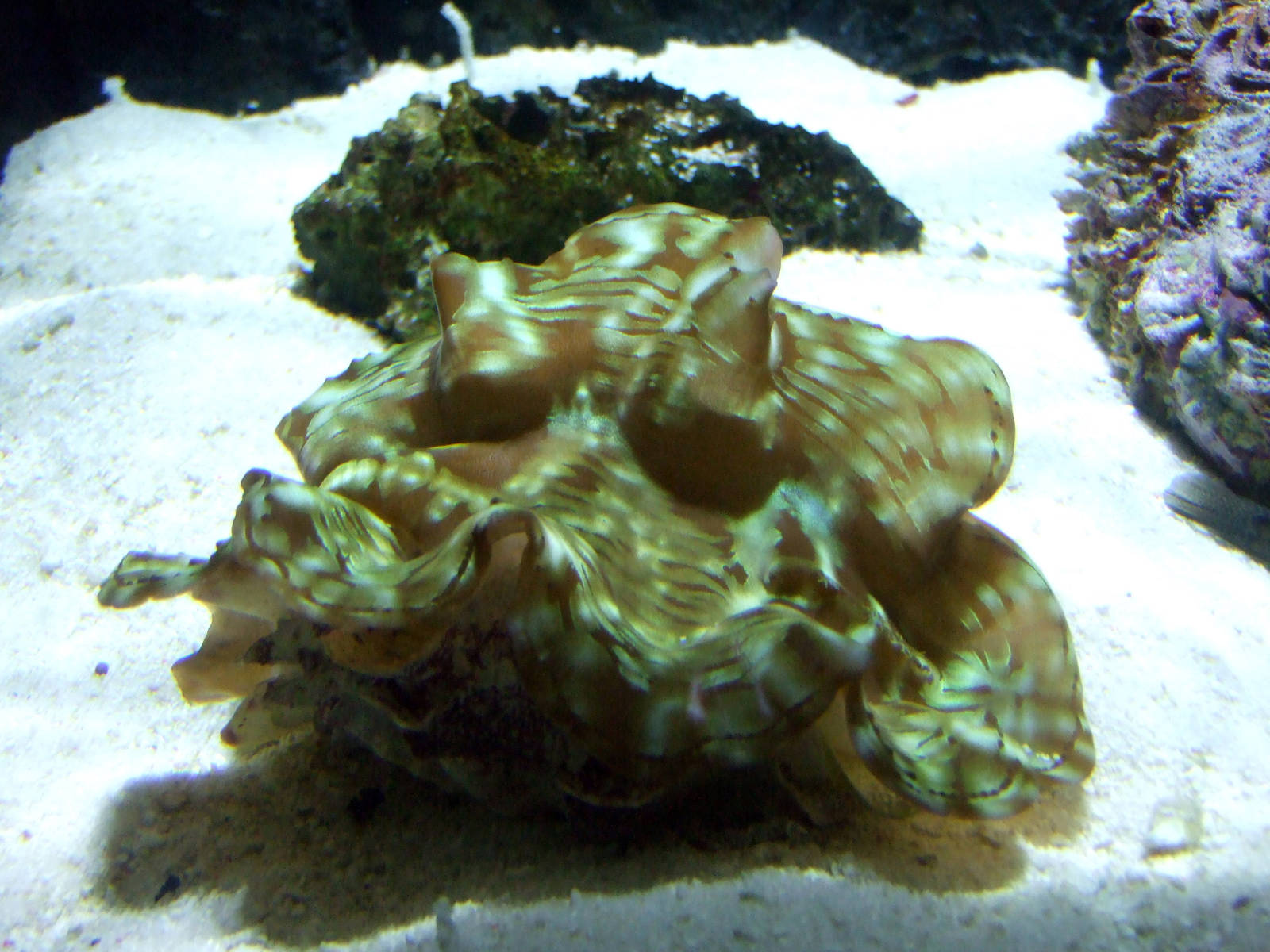 Giant clams
