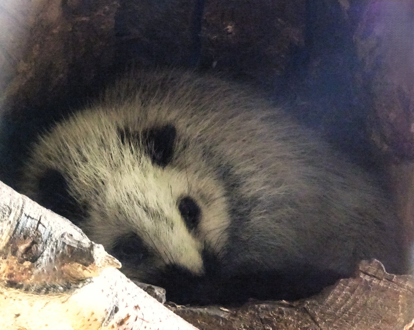 Giant cloud rat        21 May 2025